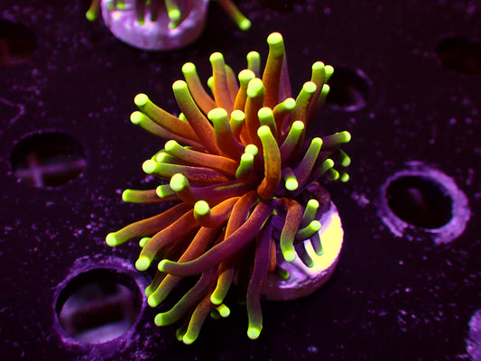 Branching Tiger Torch | WYSIWYG