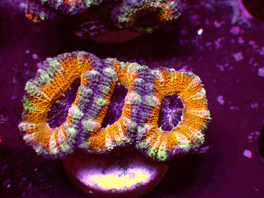 PR Ultra Yellow Rim Acanthastrea | WYSIWYG
