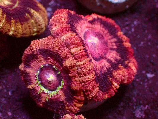 Insane Pink Stripes Asian Acanthastrea | WYSIWYG