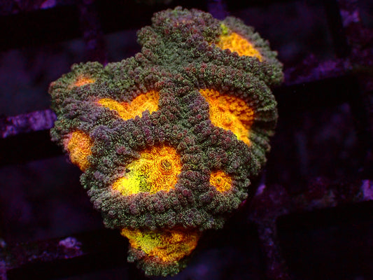 Pot of Gold Favia | WYSIWYG