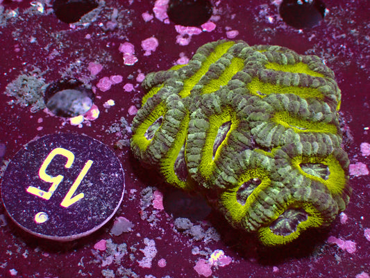Lemon Lime Asia Acan | WYSIWYG