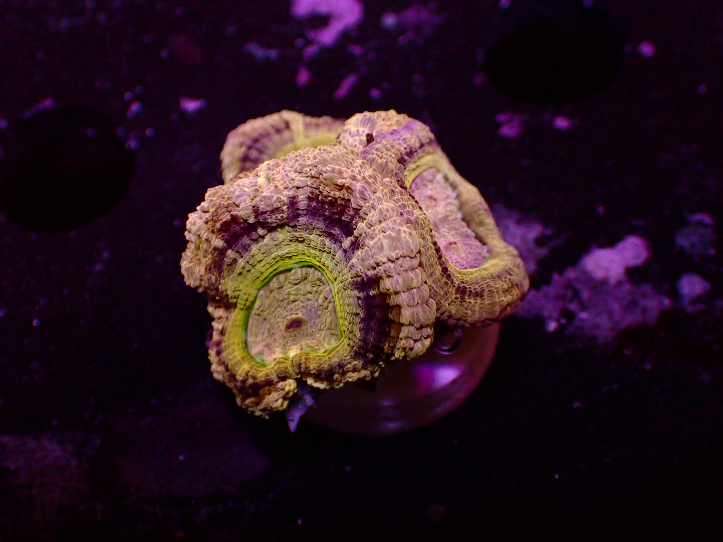 Asian Acan "Gold/Yellow Rim " | WYSIWYG