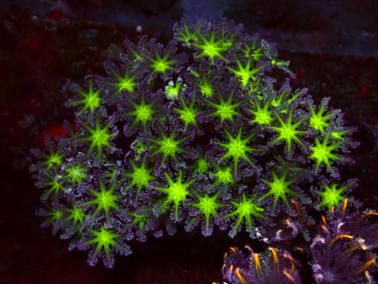 Toxic Center Clavularia | WYSIWYG
