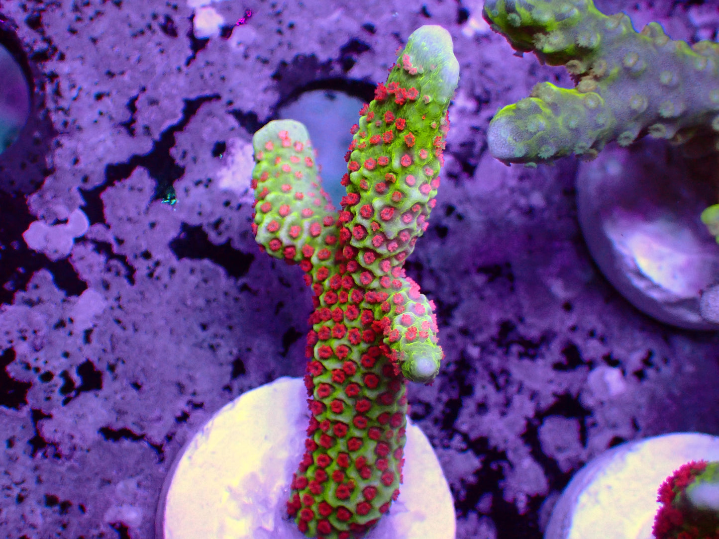 Forest Fire Montipora Digitata | WYSIWYG