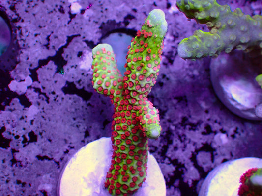 Forest Fire Montipora Digitata | WYSIWYG