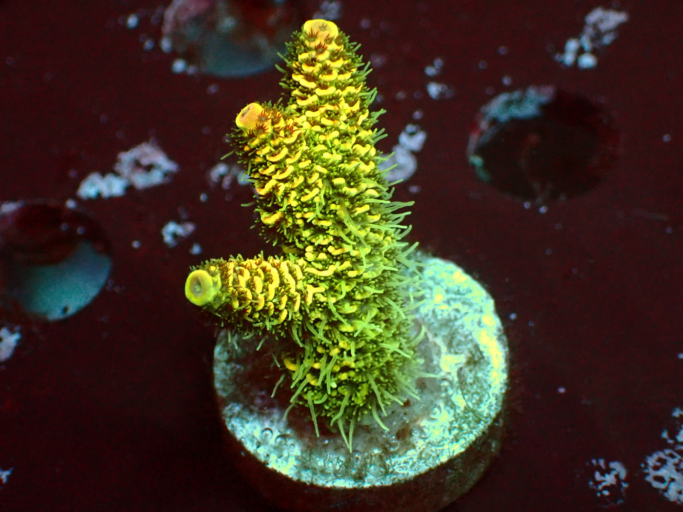 Metallic Yellow Millepora | WYSIWYG