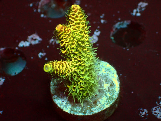Metallic Yellow Millepora | WYSIWYG