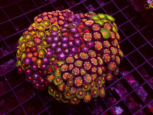 Zoanthus Master Garden | WYSIWYG