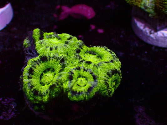 Crazy Mint Asian Acan | WYSIWYG