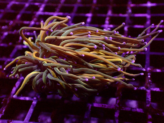 Dragon Tamer Torch | WYSIWYG