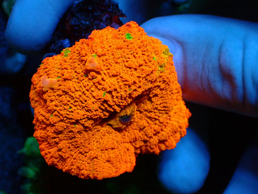 Bounce Candy Crush Mushroom | WYSIWYG