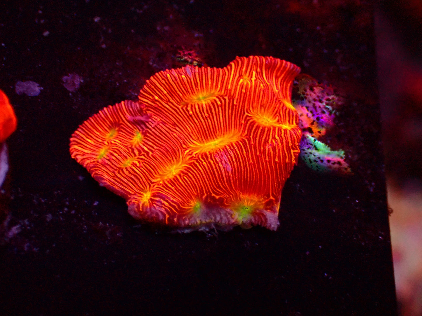 Jack O Lantern Leptastrea | WYSIWYG