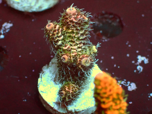 Fuzzy Millepora | WYSIWYG