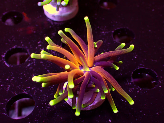 Branching Tiger Torch | WYSIWYG