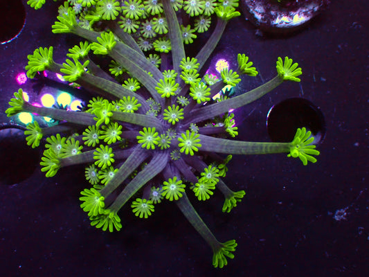 Green Alveopora | WYSIWYG
