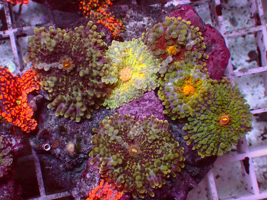 Rainbow Ricordea Mix | Colony