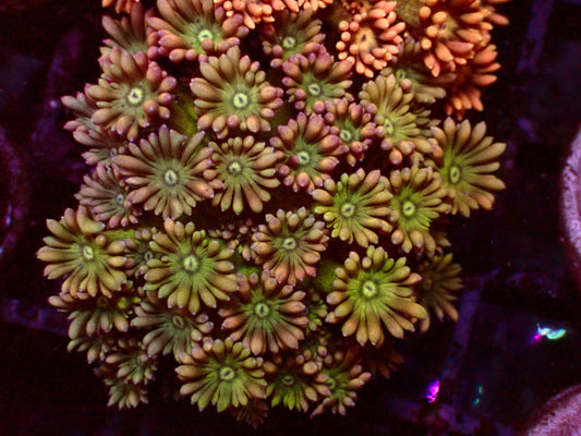 Weird Flower Goniopora | WYSIWYG