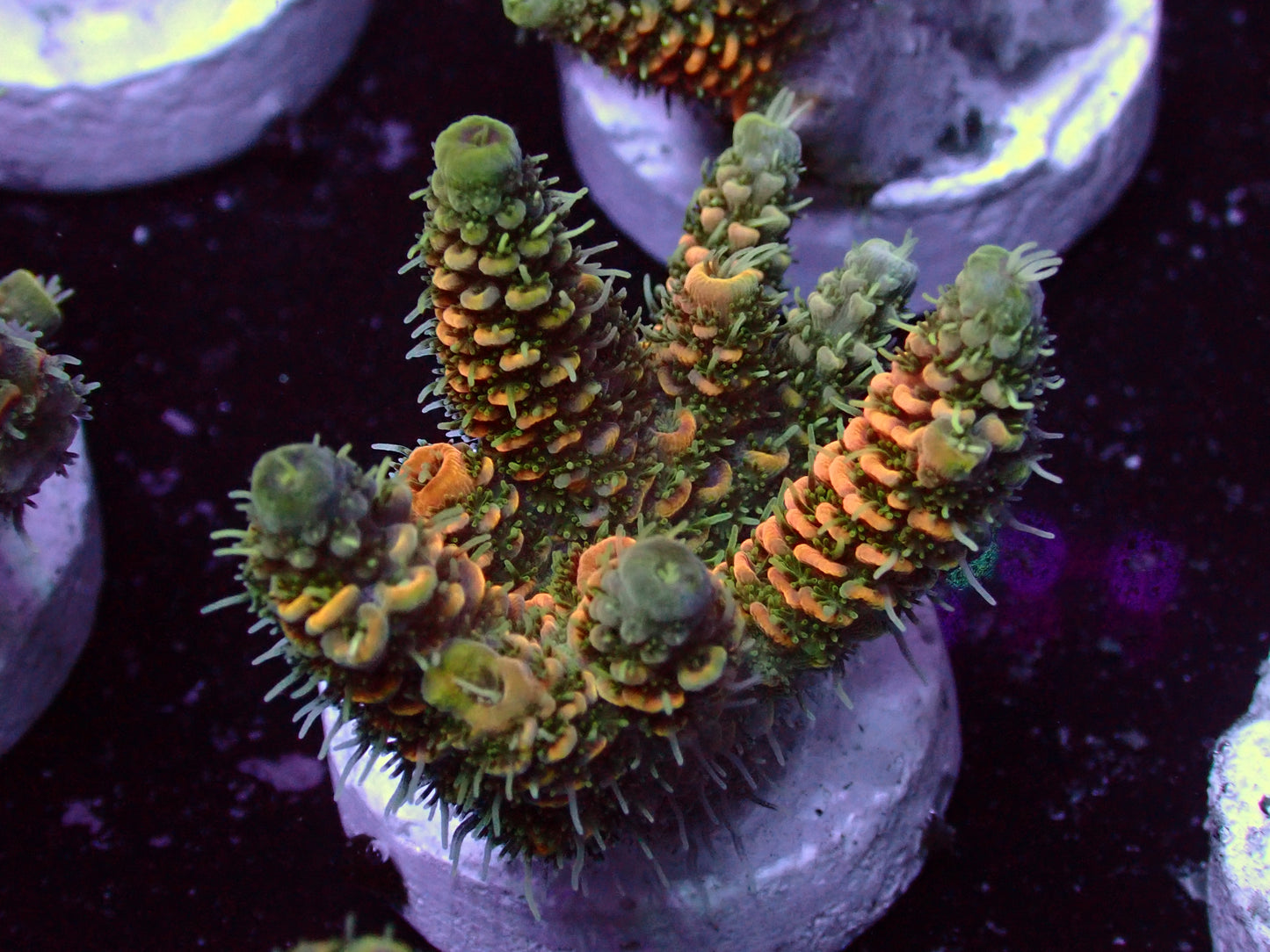 PR  Copper Millepora | WYSIWYG