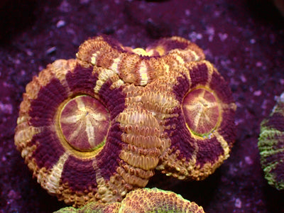 Gold/Black Asian Acanthastrea | WYSIWYG