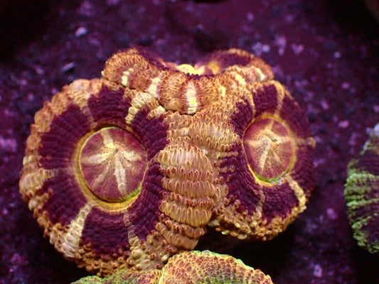 Gold/Black Asian Acanthastrea | WYSIWYG