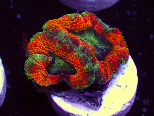 Orange Dream Asian Acan | WYSIWYG