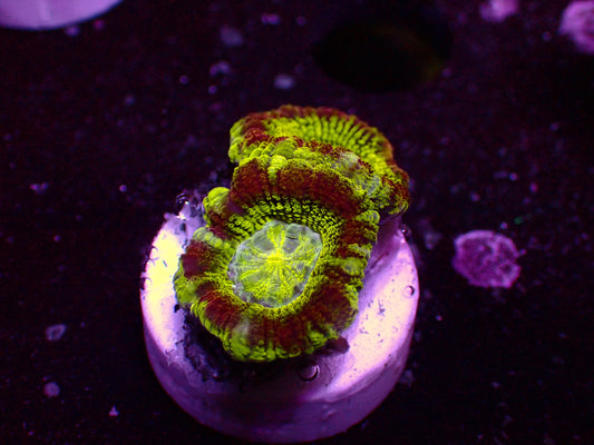 Asian Acan "Mastergrade Ufo" | WYSIWYG