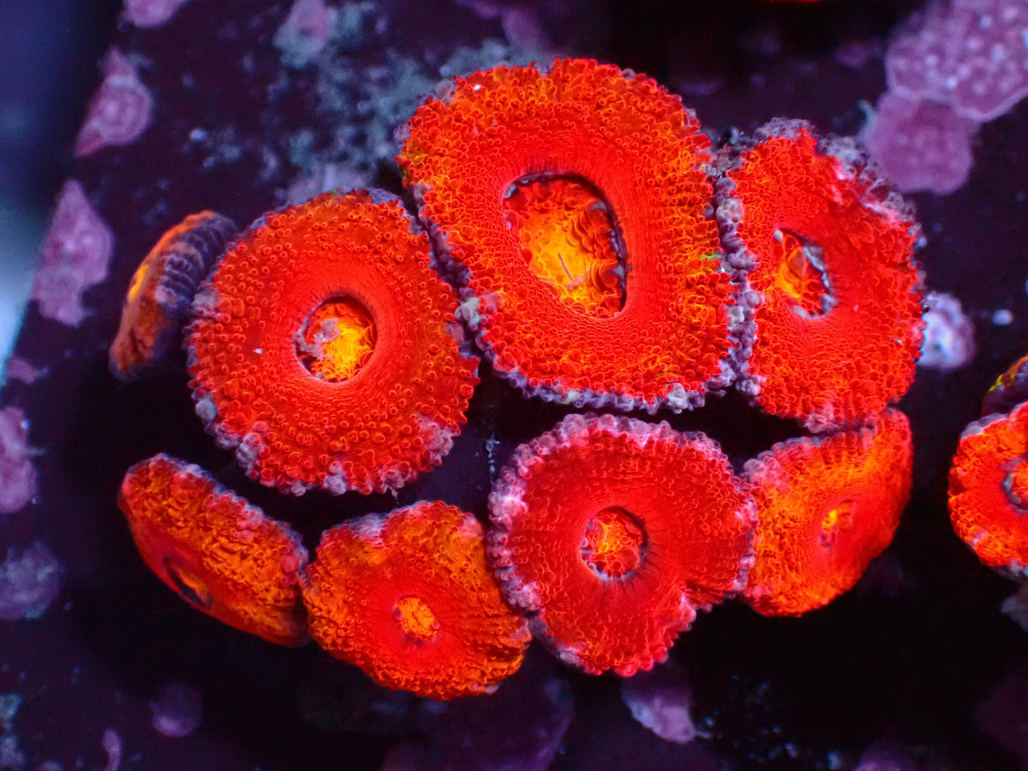 Aussie Rainbow Acanthastrea | WYSIWYG