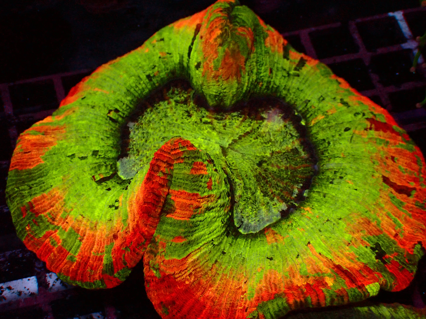 Ultra Rainbow Trachyphyllia | WYSIWYG