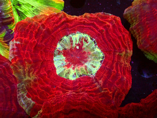 Ultra Red "Cherry Mouth" Acanthophyllia | WYSIWYG