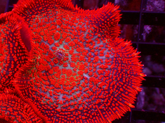 Ultra Superman Rhodactis | WYSIWYG