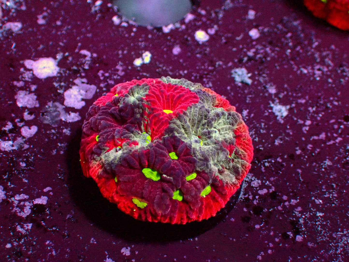 Favia Warpaint | WYSIWYG