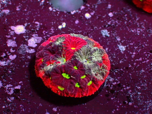 Favia Warpaint | WYSIWYG