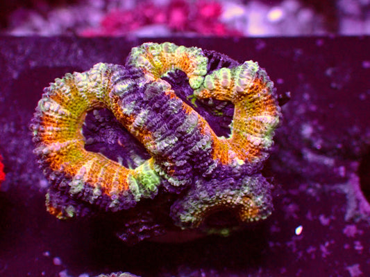 PR Ultra Yellow Rim Acanthastrea | WYSIWYG