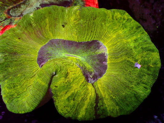 Yellow/Toxic Green Trachyphyllia | WYSIWYG