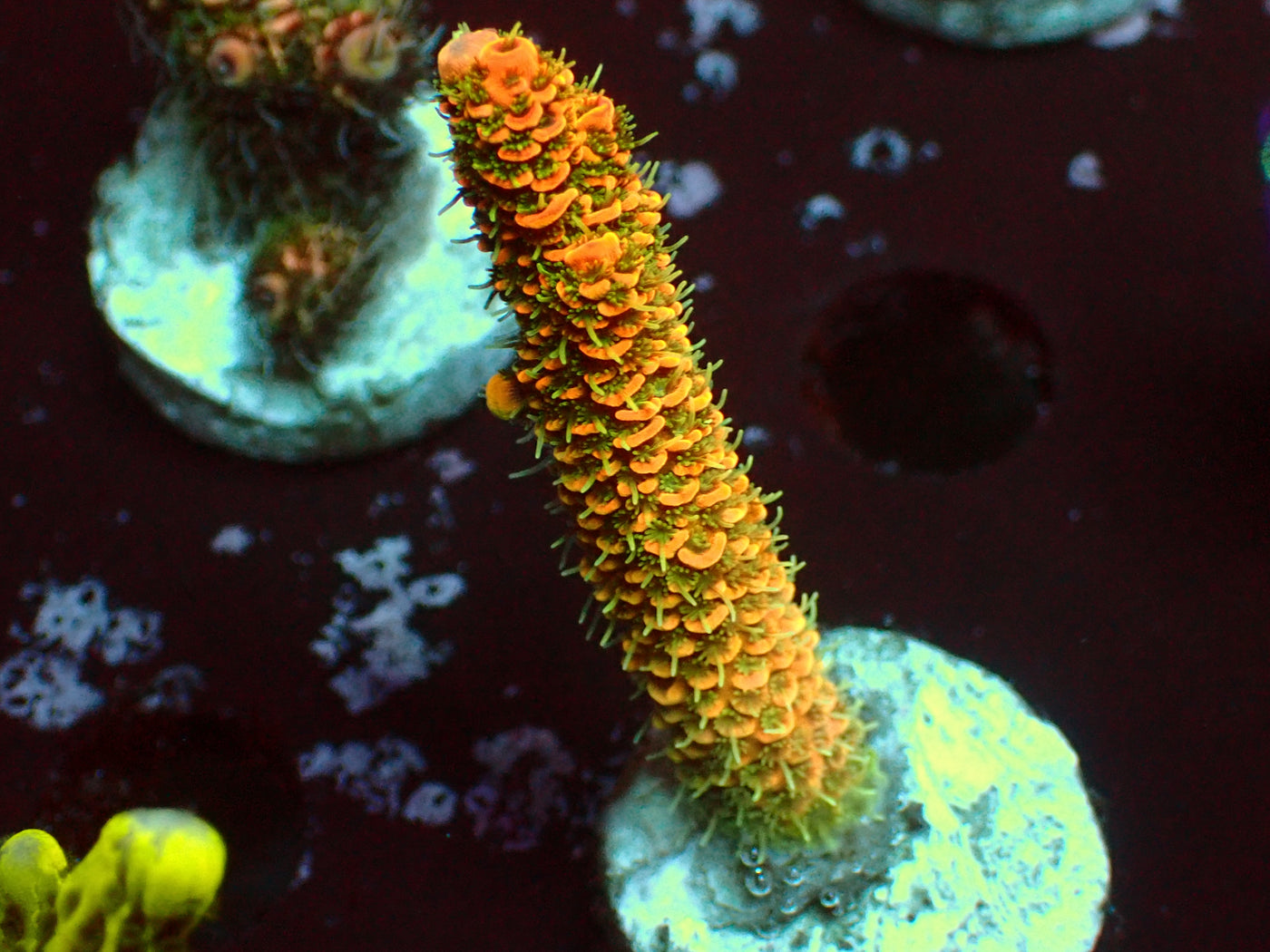 Lorax Millepora | WYSIWYG