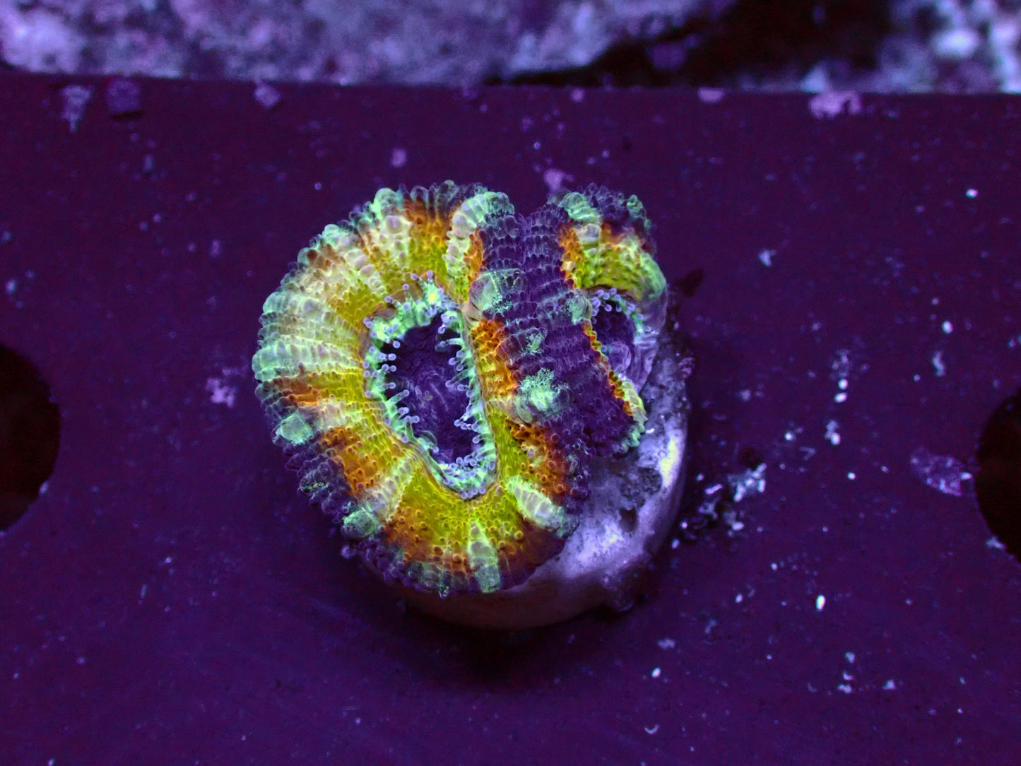 Acanthastrea Lordhowensis "Yellow Rim" | WYSIWYG