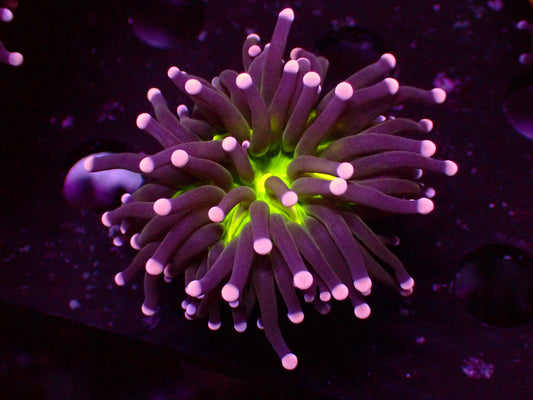 Premium Reefing's Miami Torch | WYSIWYG