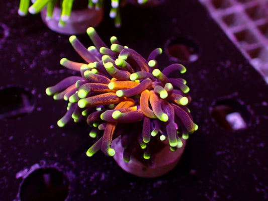 Branching Tiger Torch | WYSIWYG