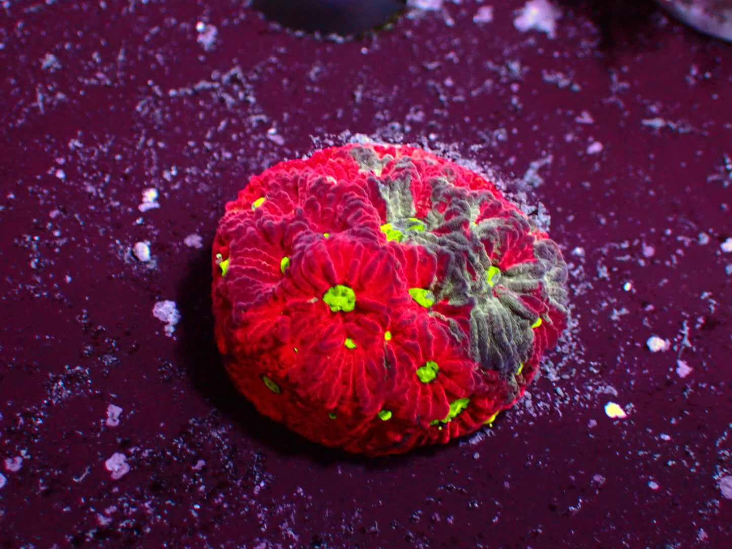 Favia Warpaint | WYSIWYG