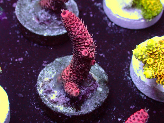 PR Pink Millepora | WYSIWYG