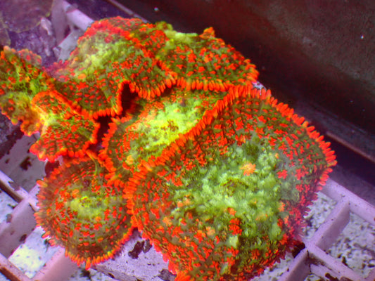 Rainbow Rhodactis | Colony