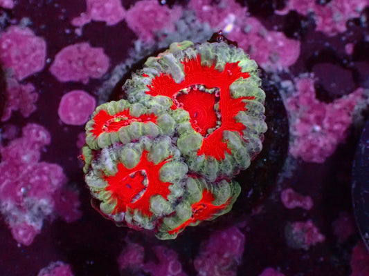 Aussie Striped Acanthastrea | WYSIWYG