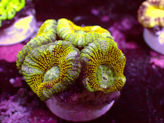 Crazy Glitter Asian Acan | WYSIWYG