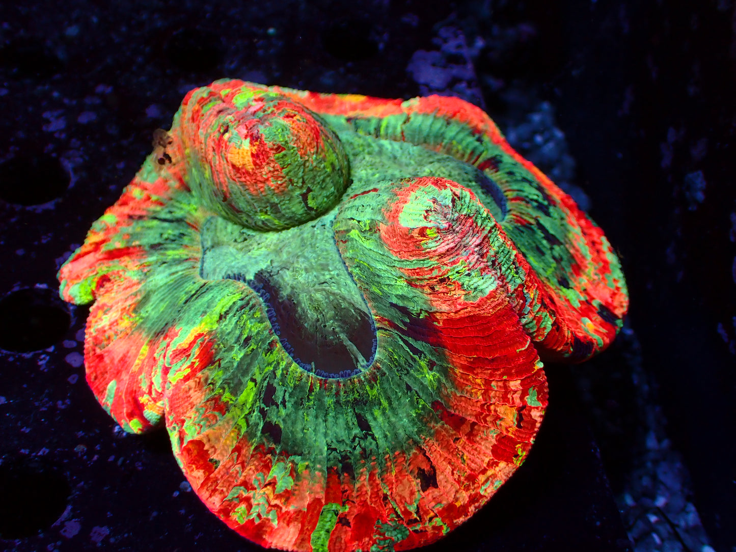 Mastergrade Trachyphyllia | WYSIWYG