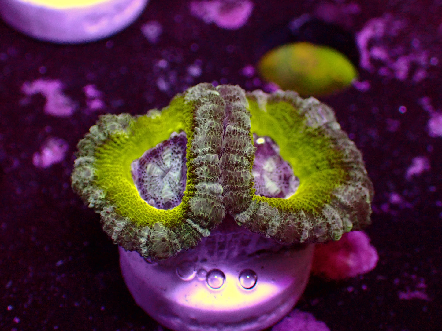 Asian Acan "Lime" | WYSIWYG