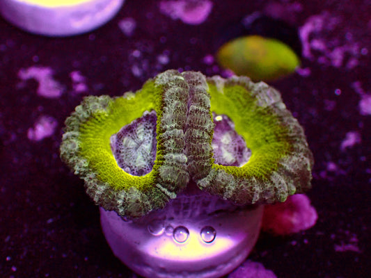 Asian Acan "Lime" | WYSIWYG