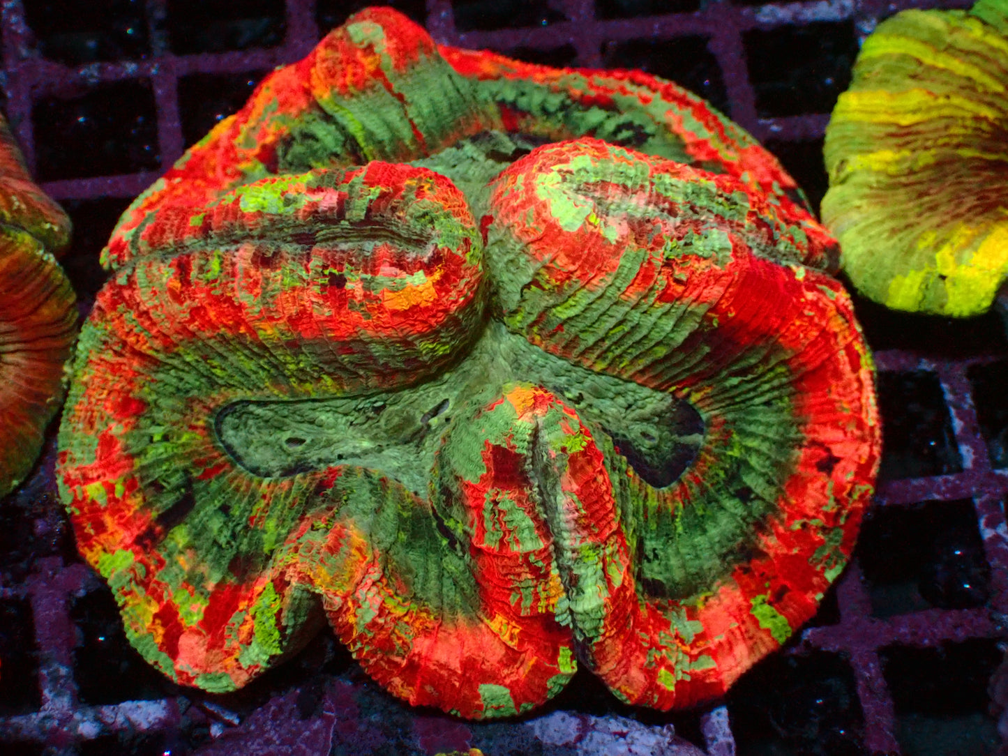 Rainbow Skittles Trachyphyllia | WYSIWYG