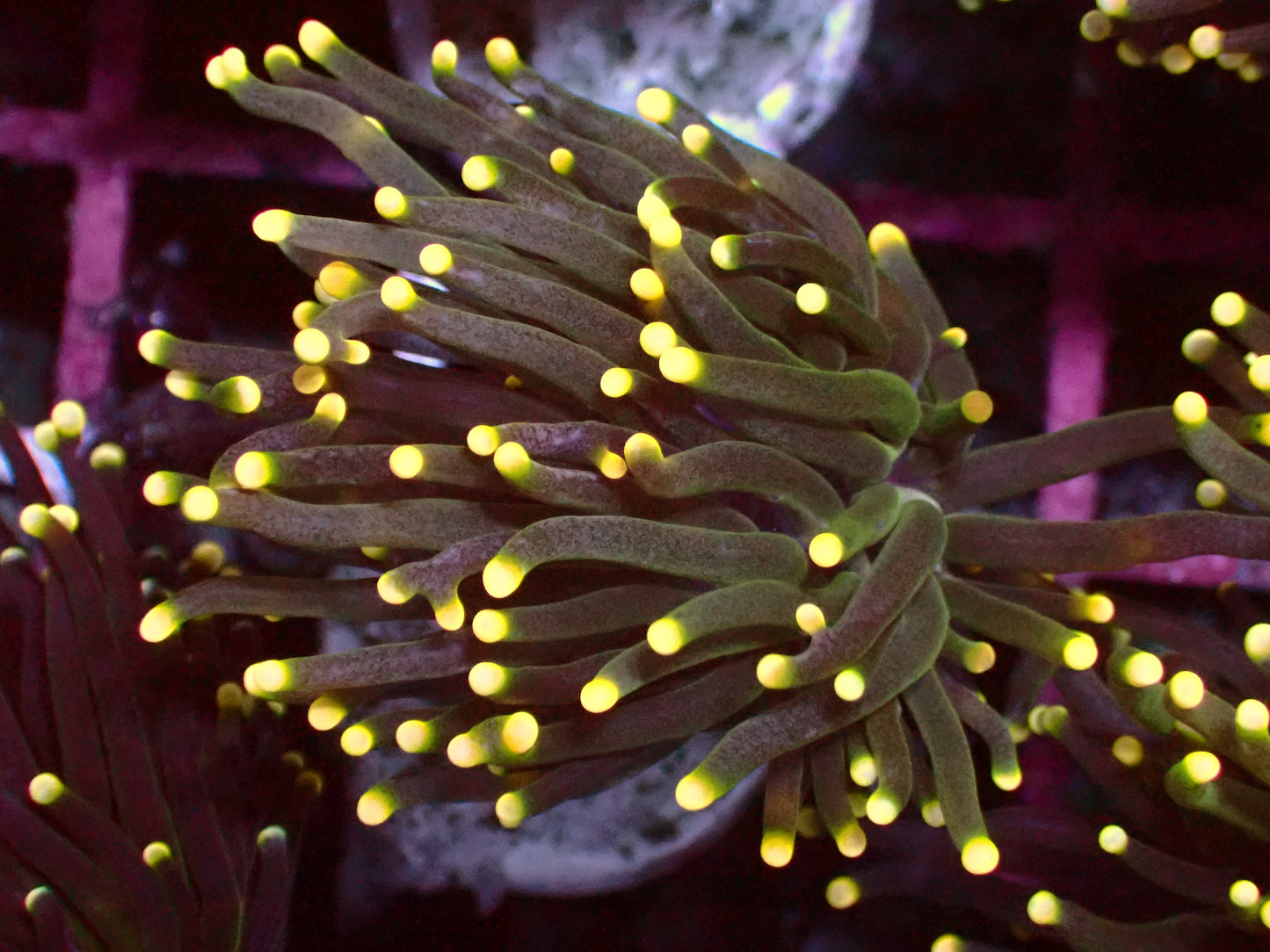 Ultra Rasta Torch | WYSIWYG