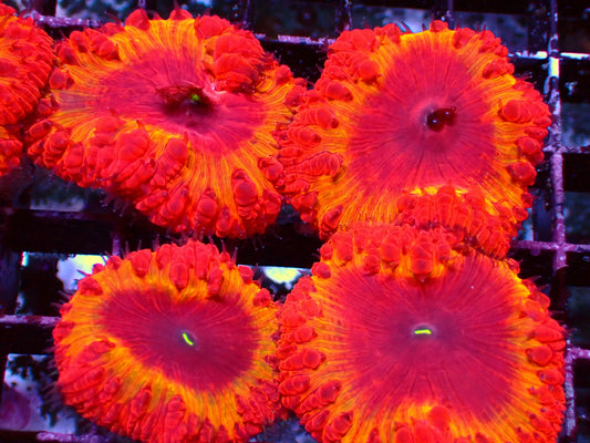 PR Ironman Blastomussa | WYSIWYG