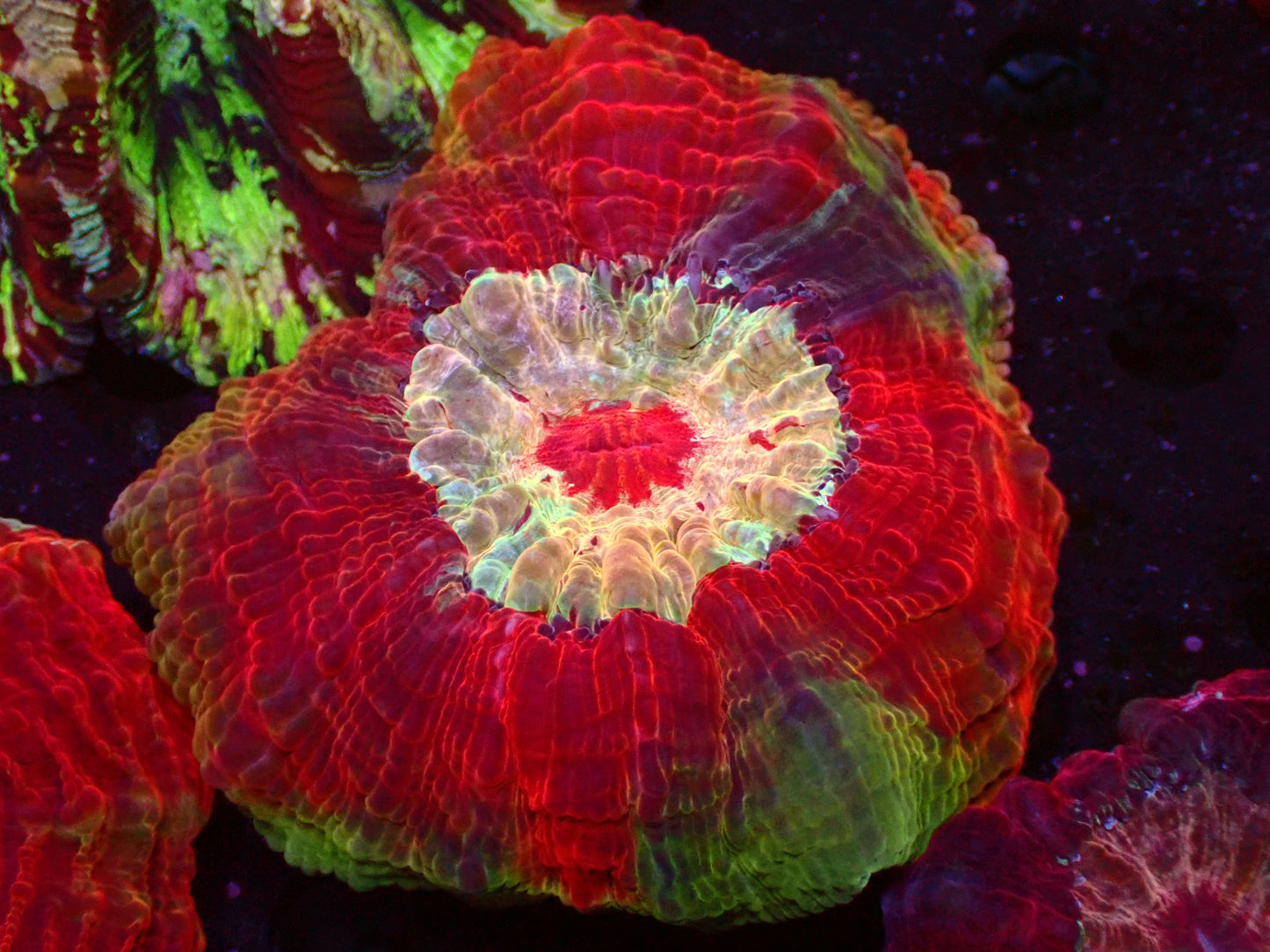Ultra Red "Crazy Center" Acanthophyllia | WYSIWYG